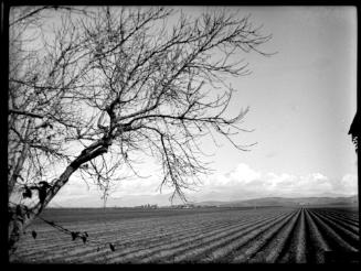 Tree overlooking field