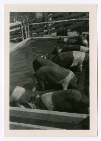 Pigs in water trough