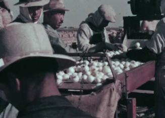 [Home Movies of the Nishikawa Onion Farm on Liberty Island, CA / circa 1935]