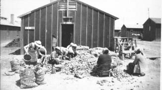 [Sorting potatoes, Heart Mountain, between 1943 and 1945]