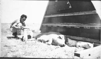 [Man feeding piglets, Heart Mountain, between 1943 and 1945]