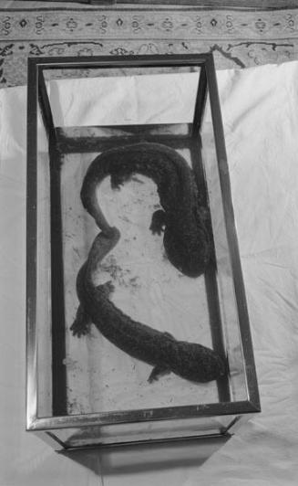 [Salamanders from Japan, February 10, 1950]