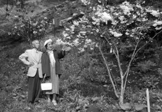 [Mr. and Mrs. Miyosaku Uyematsu with bloomin yae-sakura trees in Griffith Park, Los Angeles, California, June 2, 1953]