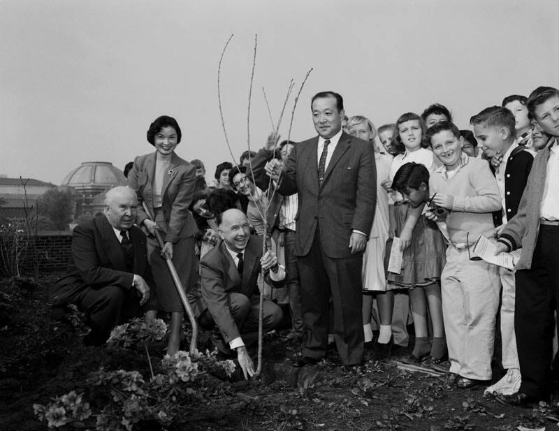 [Cherry tree planting at Exposition Park Rose Garden at Exposition Park, Los Angeles, California, February 1958]