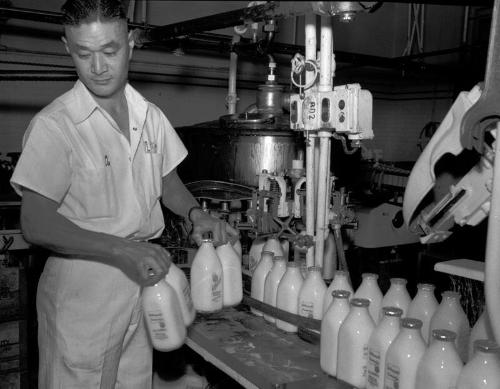 [Nob Kawai bottling milk at Valley Maid, December 4, 1950]