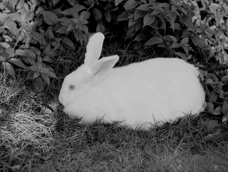 [Year of the rabbit, December 1950]