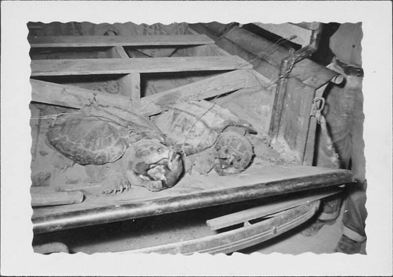 [Tortoises on flatbed truck, Rohwer, Arkansas, May 8, 1944]